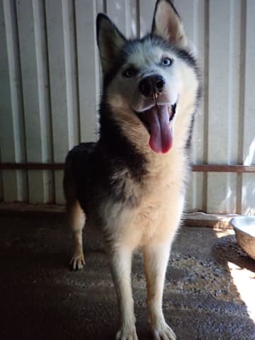 Kira2 · photo 4