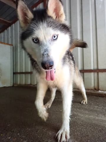 Kira2 · photo 3