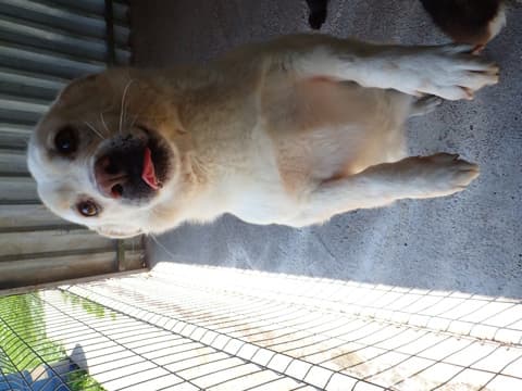 Kiro · photo 8