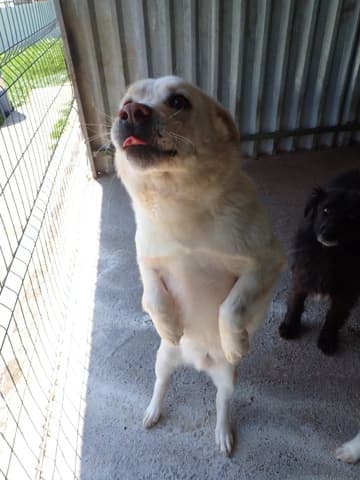 Kiro · photo 7