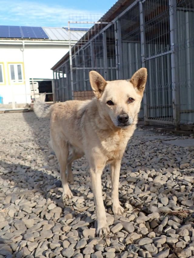 Kitkat · photo 9