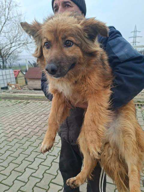 Laika · photo 12