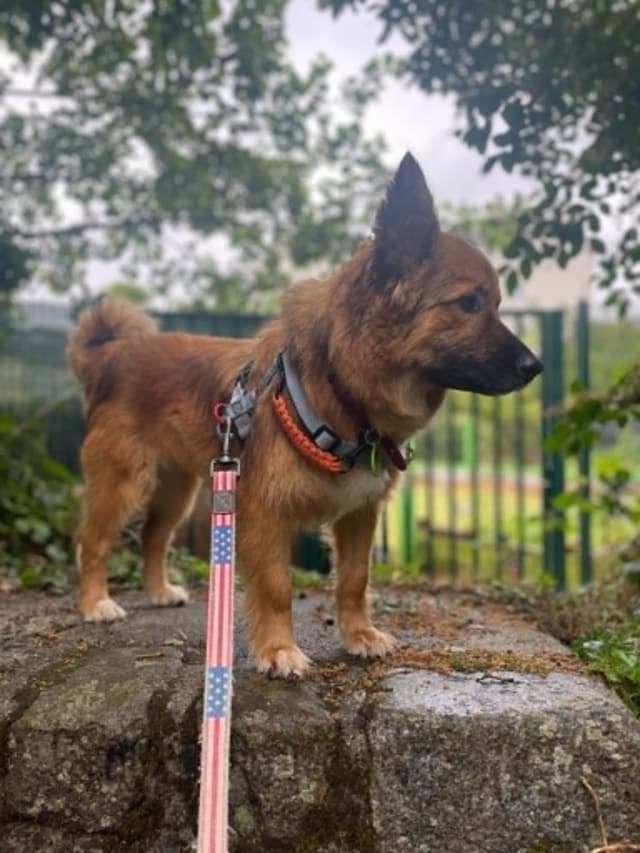 Laika · photo 2