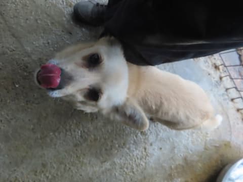 Leone · photo 10