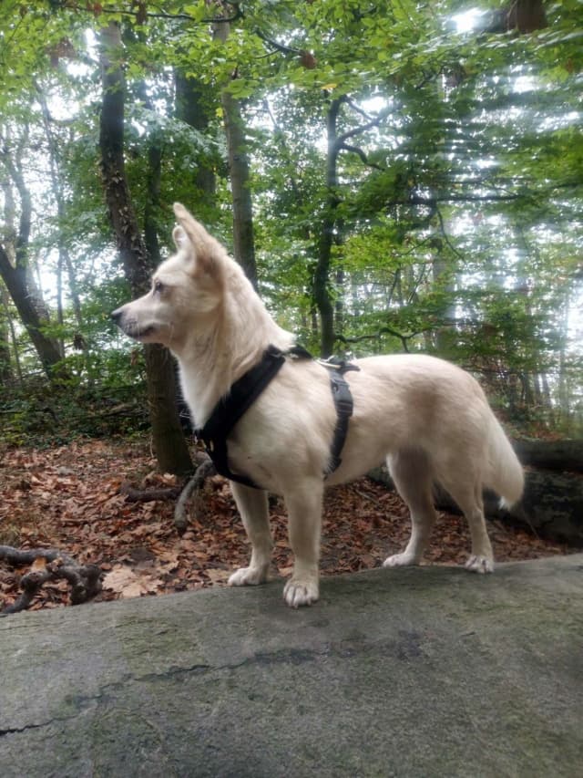 Leone · photo 2