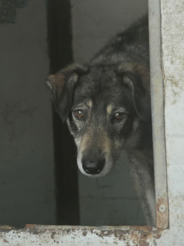 Lila · photo 12