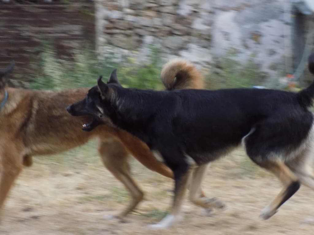 Loki · photo 12