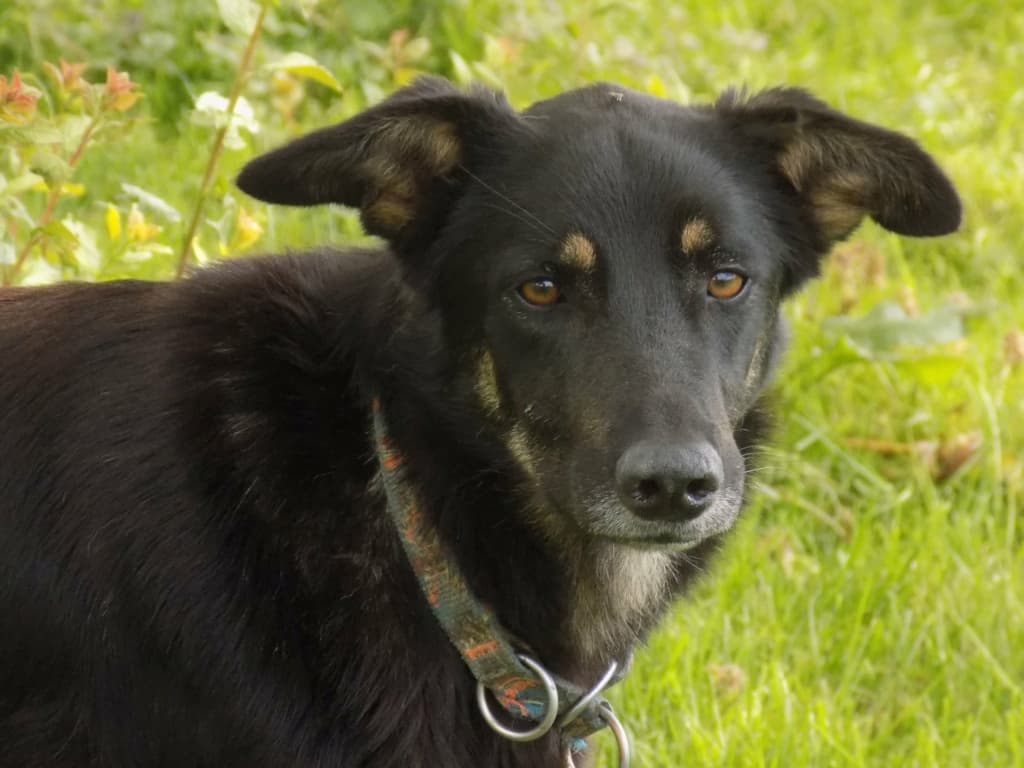 Loki · photo 9