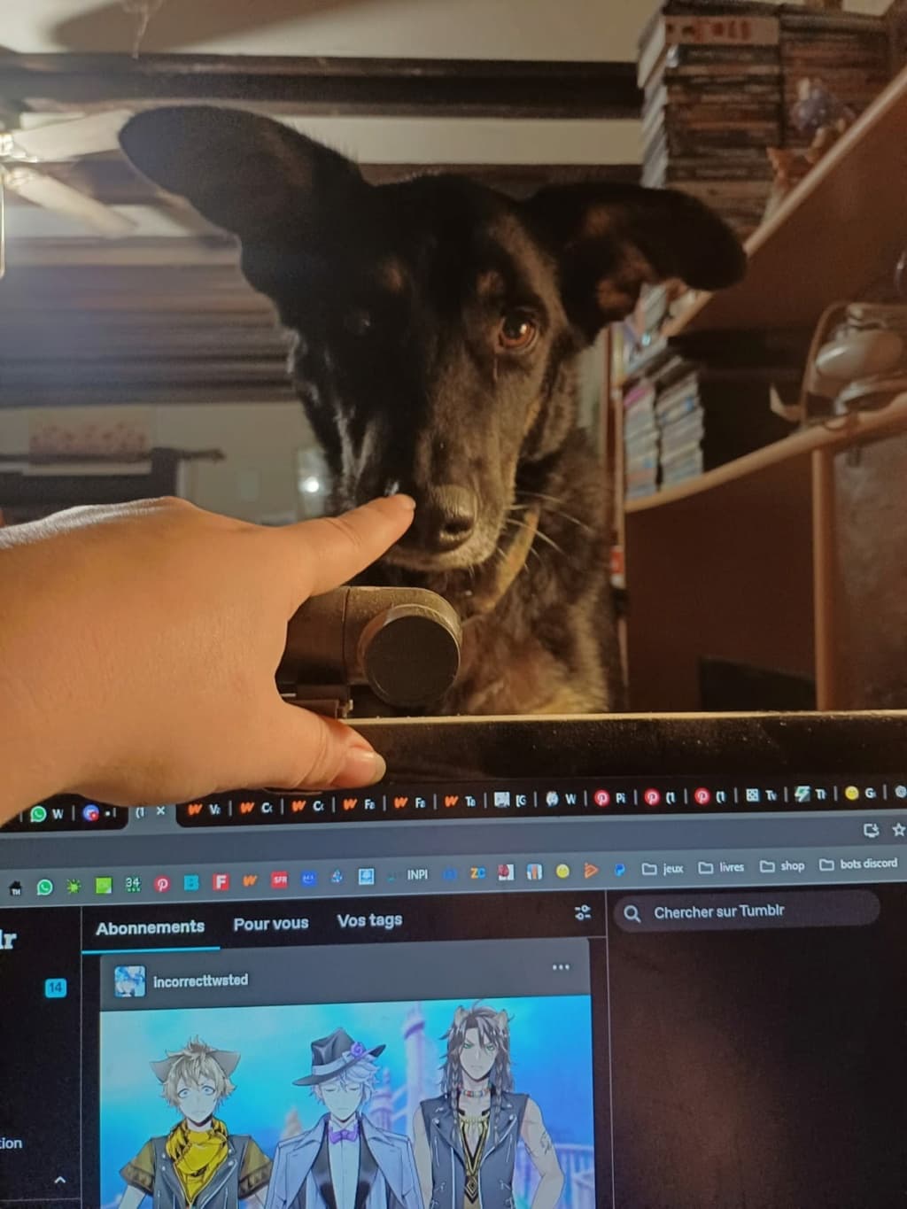 Loki · photo 7