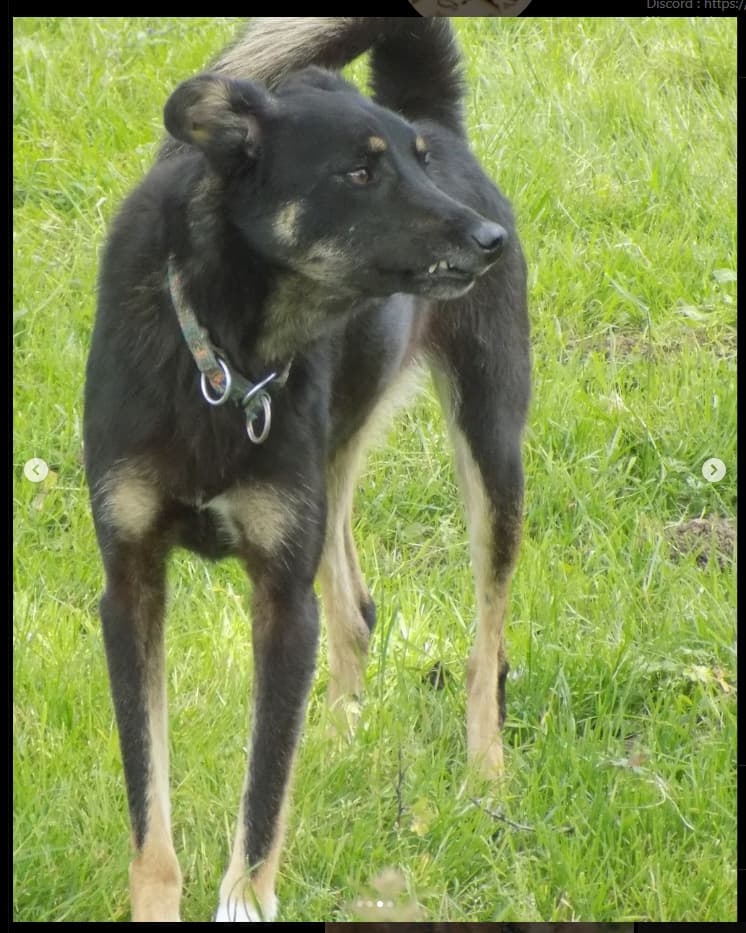 Loki · photo 6