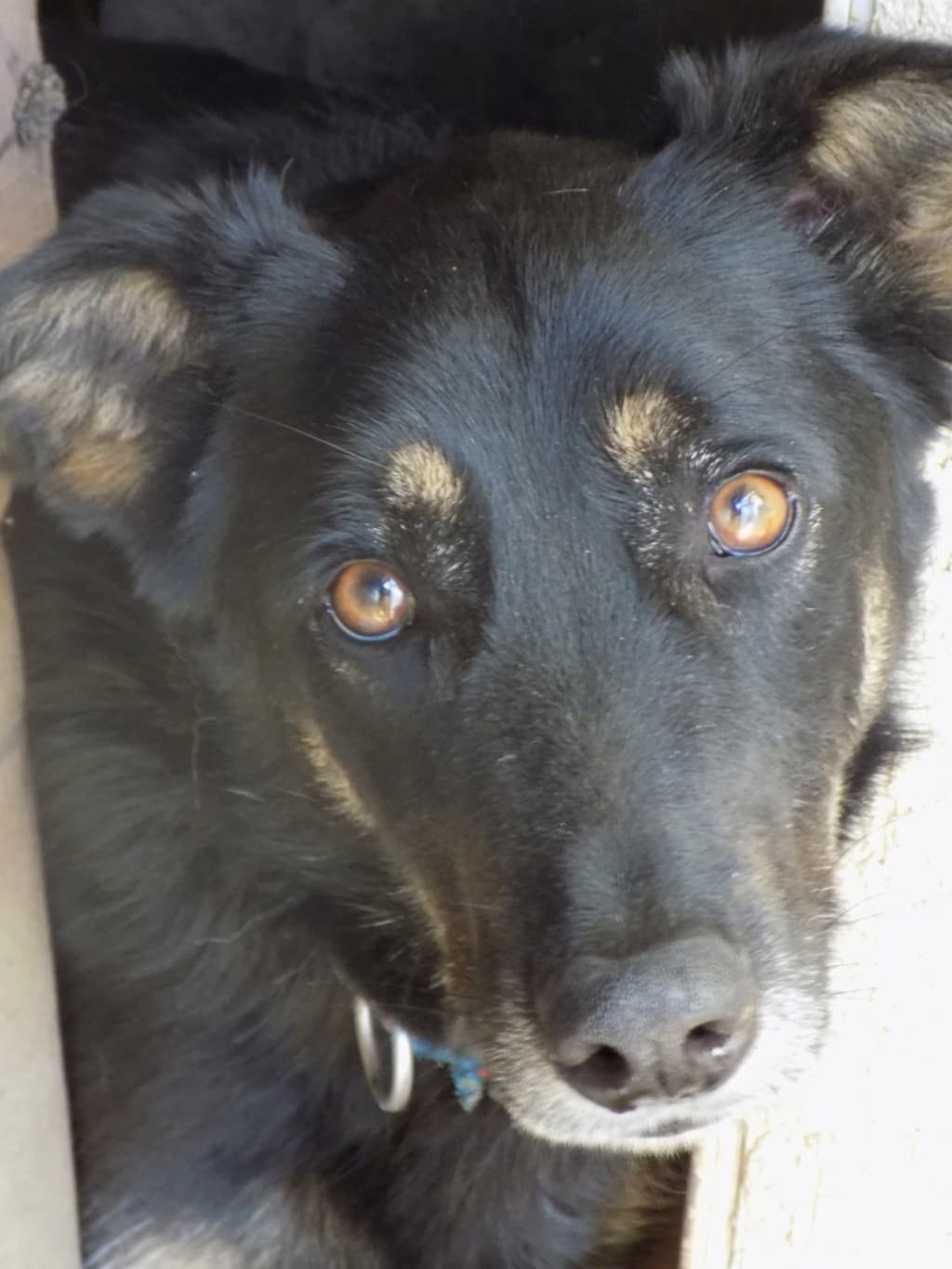 Loki · photo 1