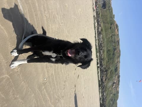 Loky · photo 6