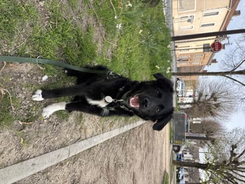 Loky · photo 3