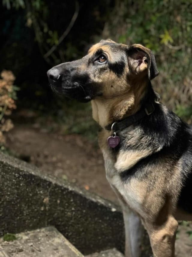 Lola · photo 9