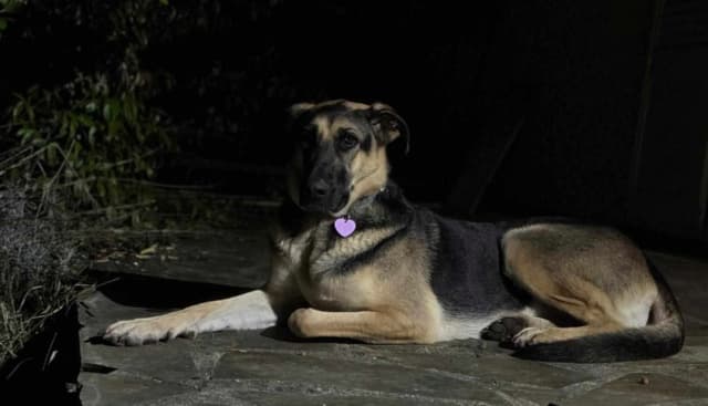 Lola · photo 6
