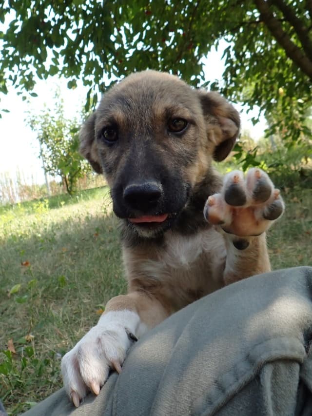 Mavie · photo 11