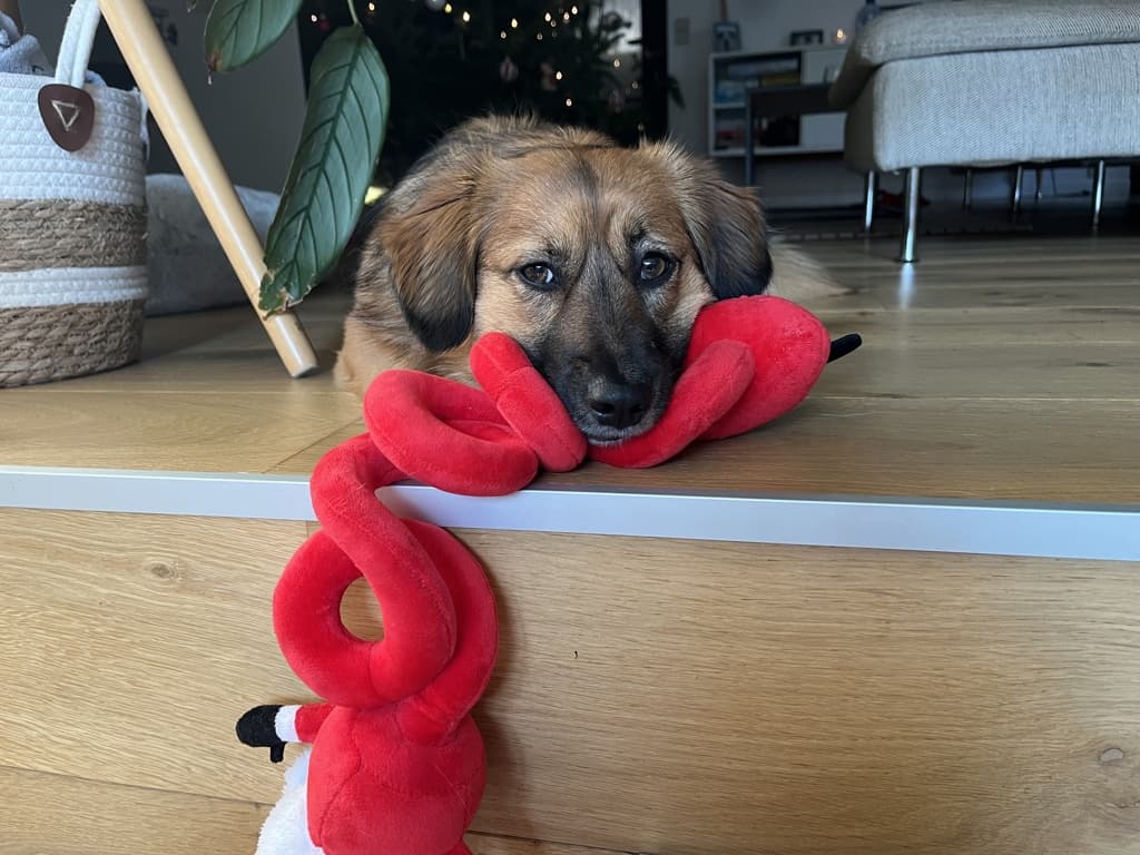 Merry · photo 4