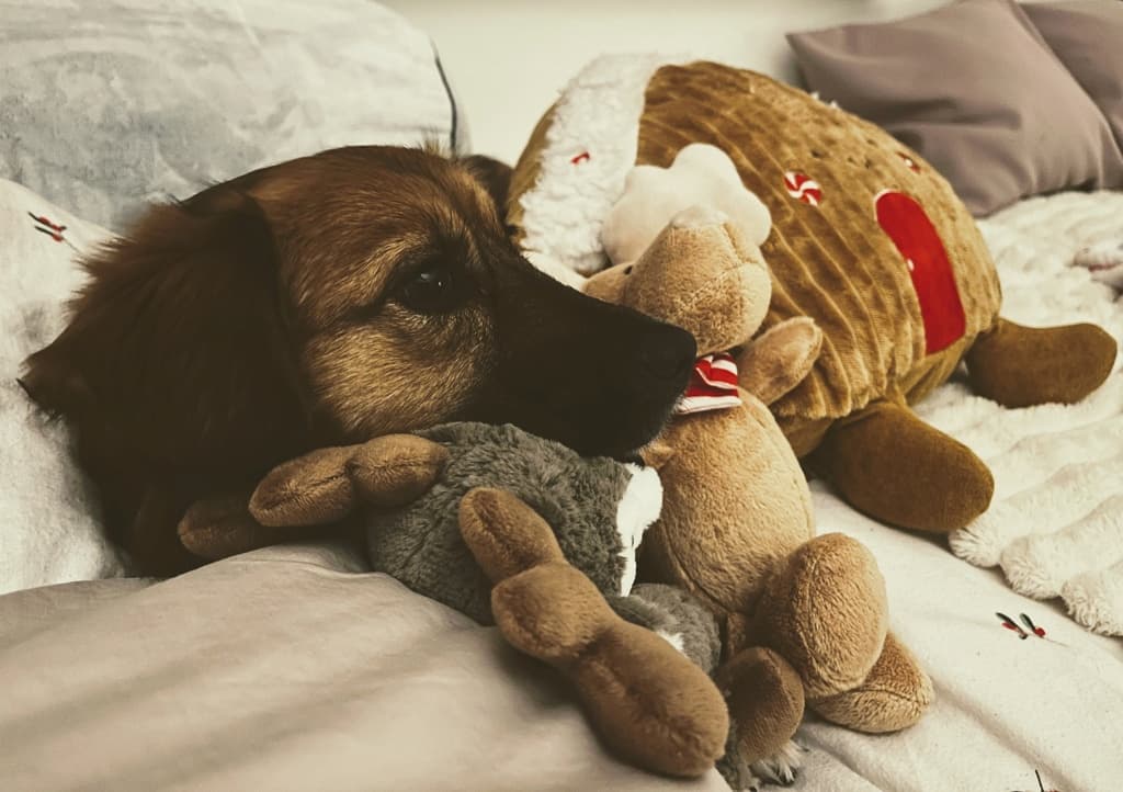 Merry · photo 3
