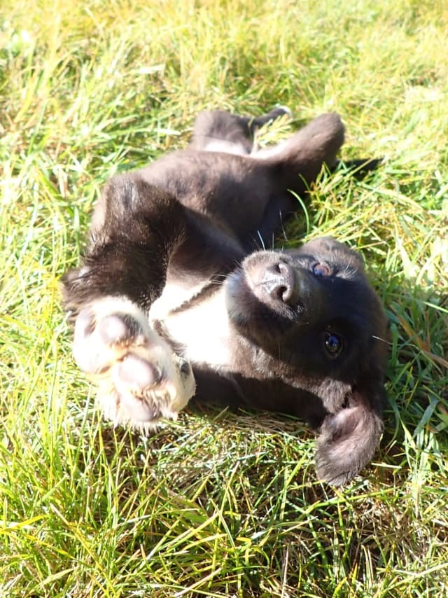 Milka · photo 10