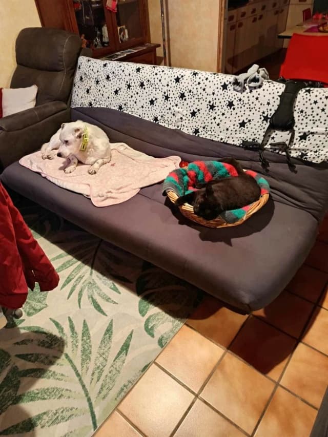 Milou · photo 7