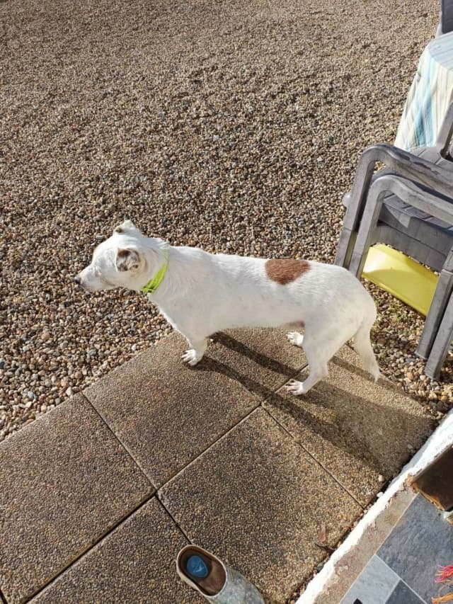 Milou · photo 6
