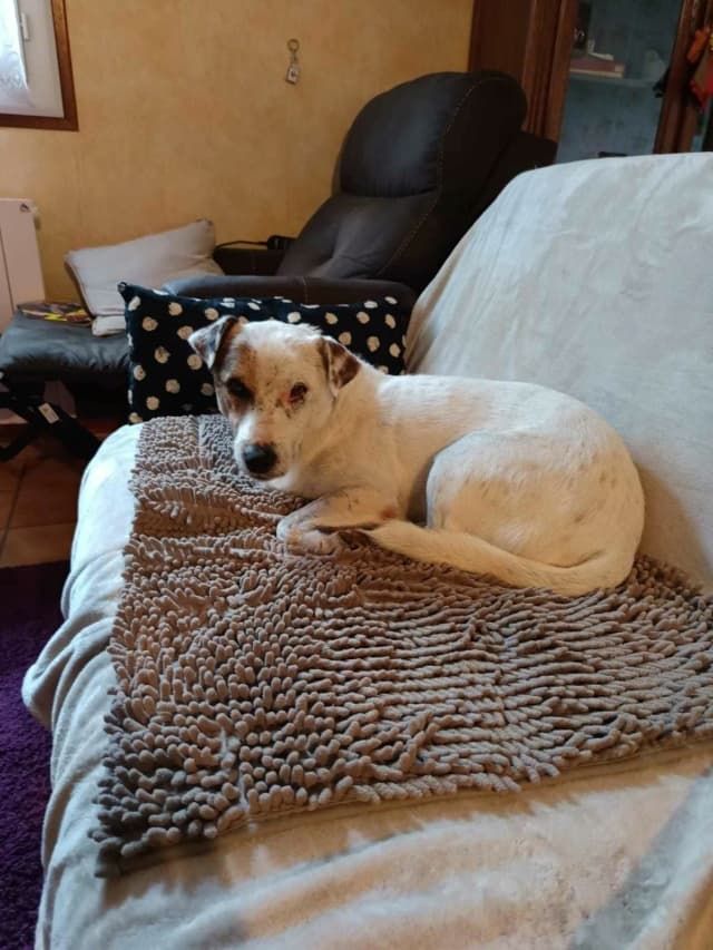 Milou · photo 4