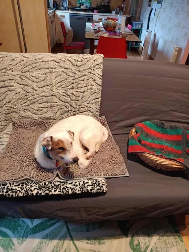 Milou · photo 3