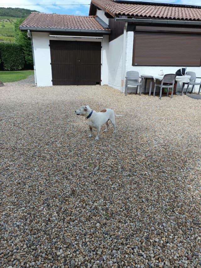 Milou · photo 1