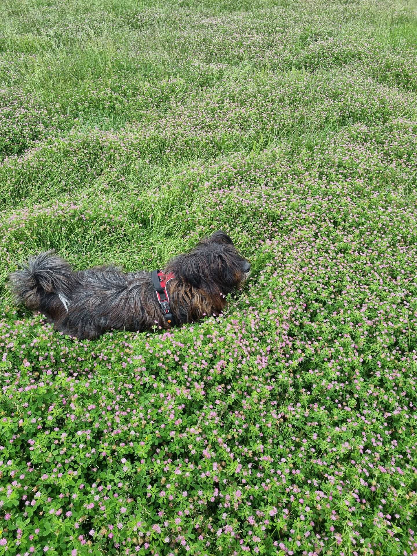 Mimi · photo 12