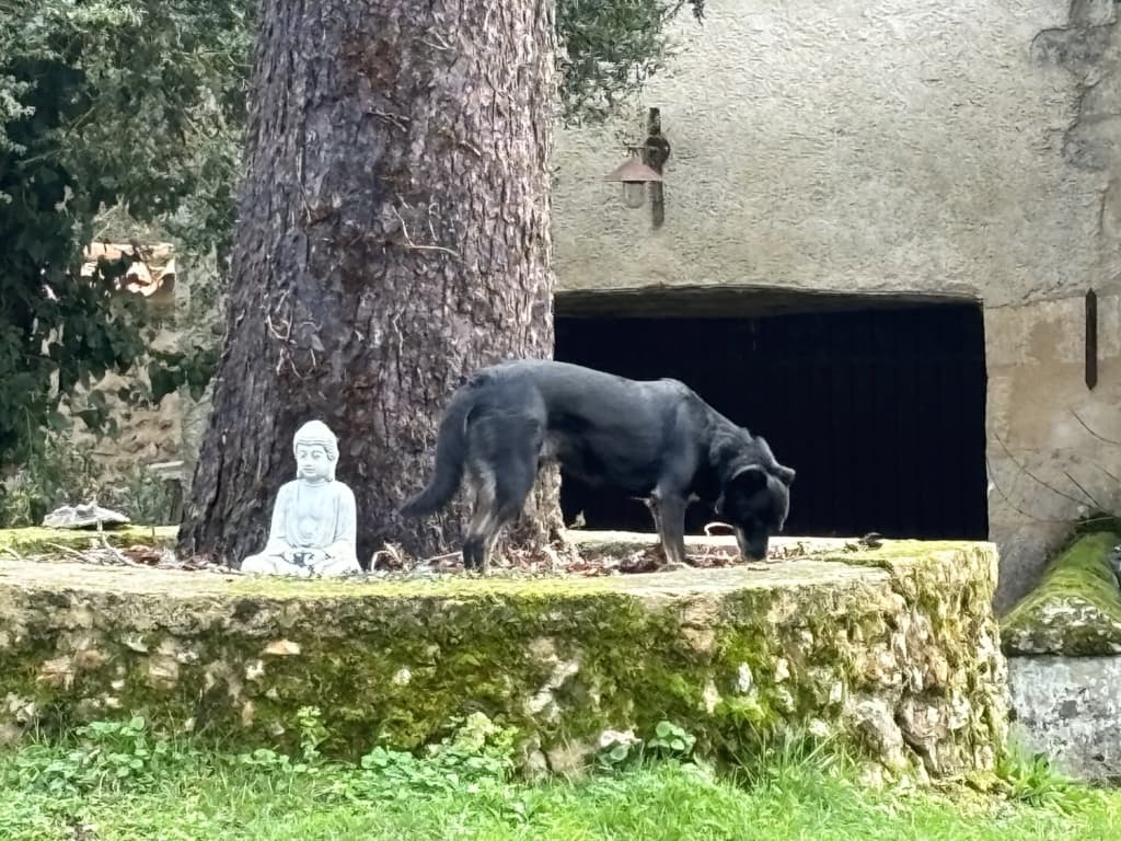 Mirza · photo 4