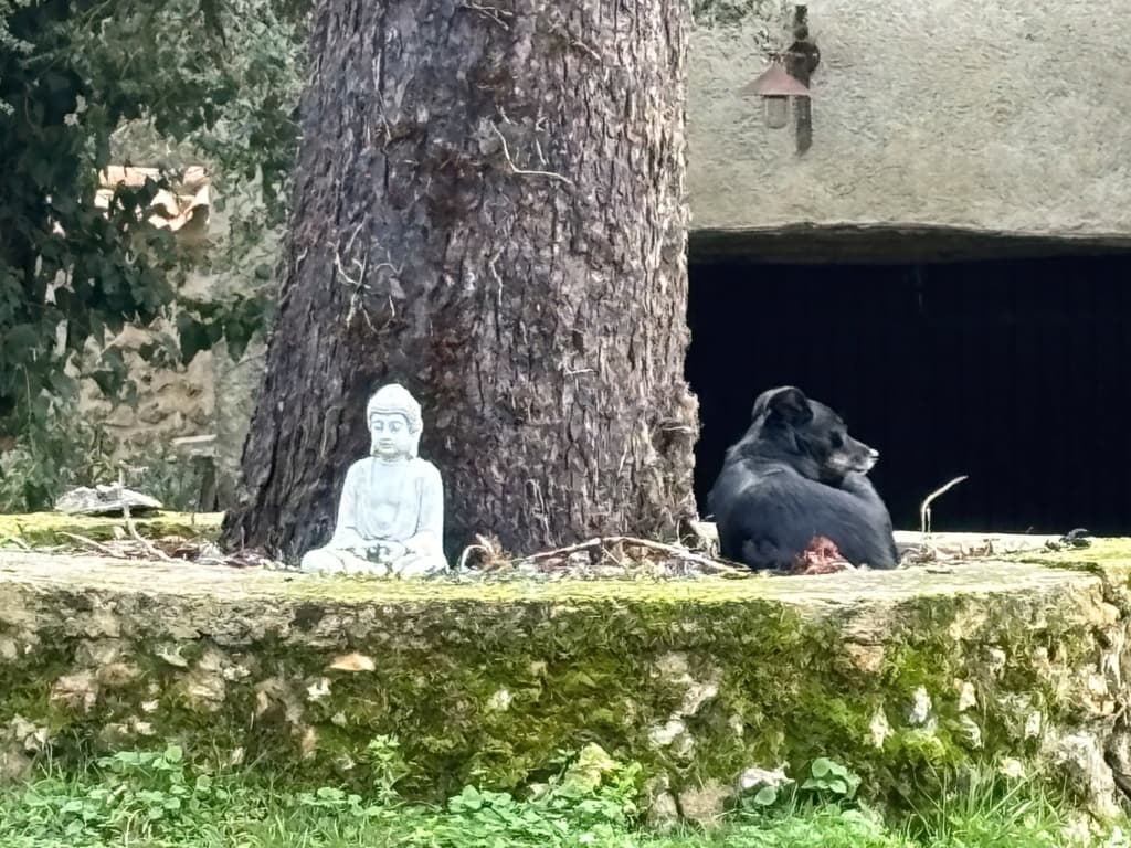 Mirza · photo 3