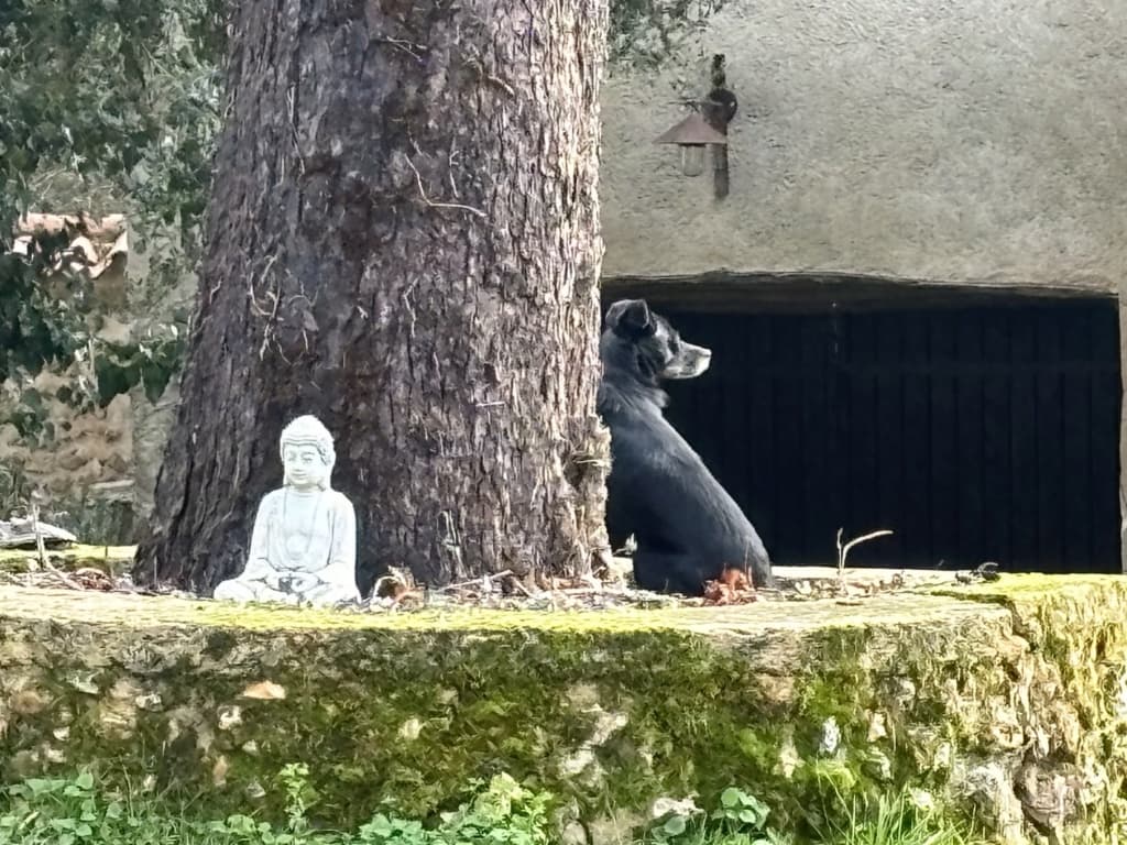 Mirza · photo 2