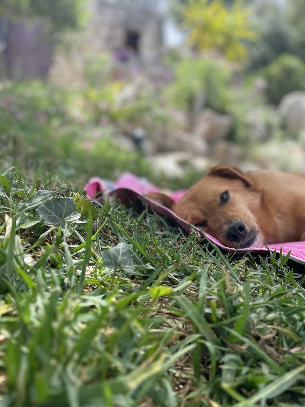 Murphy · photo 4