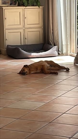 Murphy · photo 3