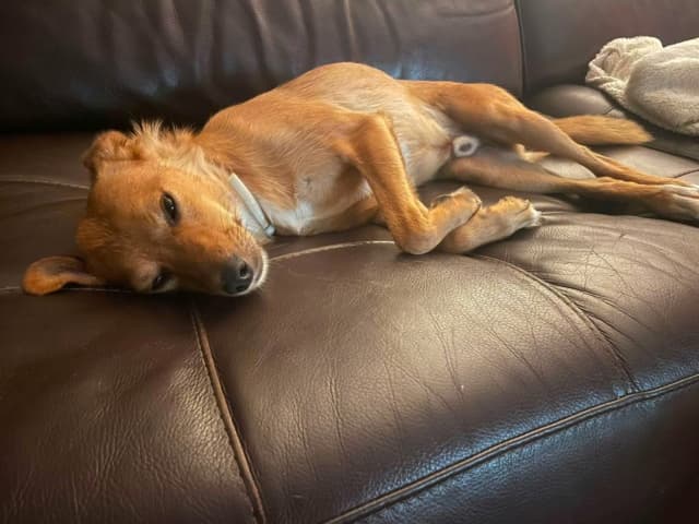 Murphy · photo 3