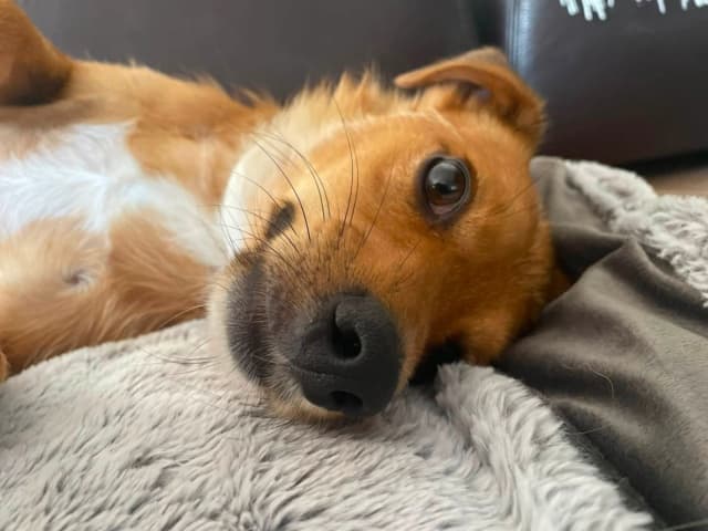 Murphy · photo 2