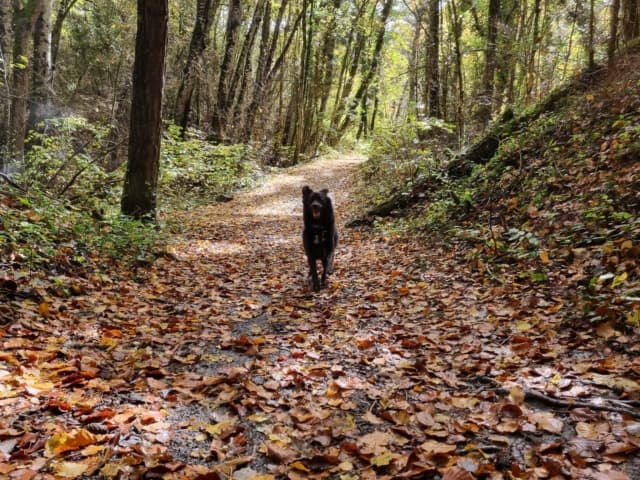 Mushu · photo 7
