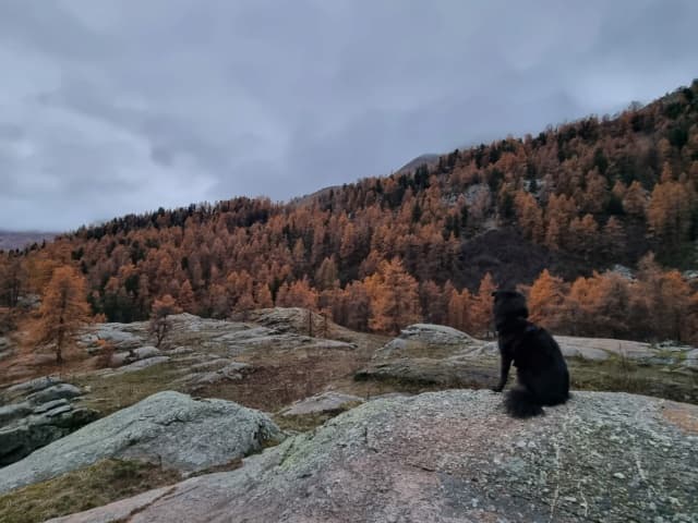 Mushu · photo 6