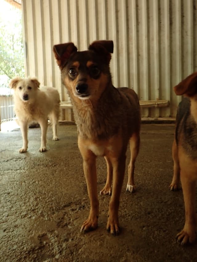Nagori · photo 5