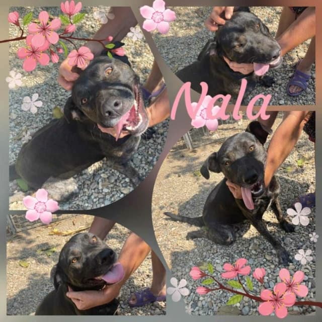 Nala · photo 1
