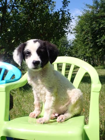 Nimbus · Chiots