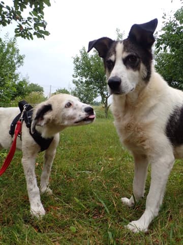 Obelix · photo 3