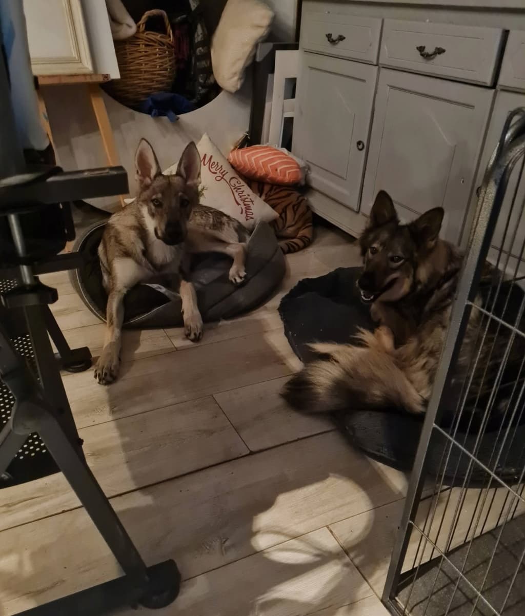 Orange · photo 1