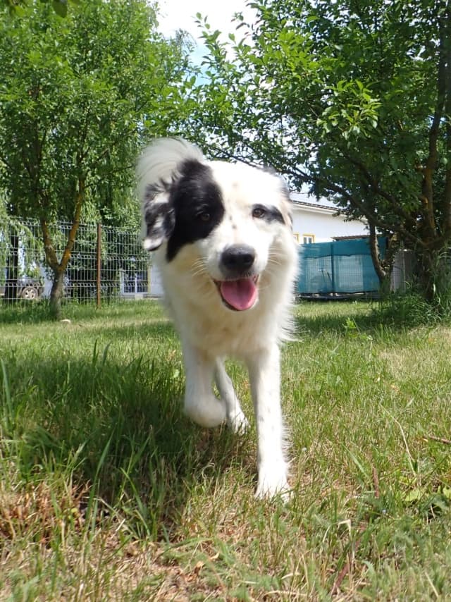Oreo · photo 12