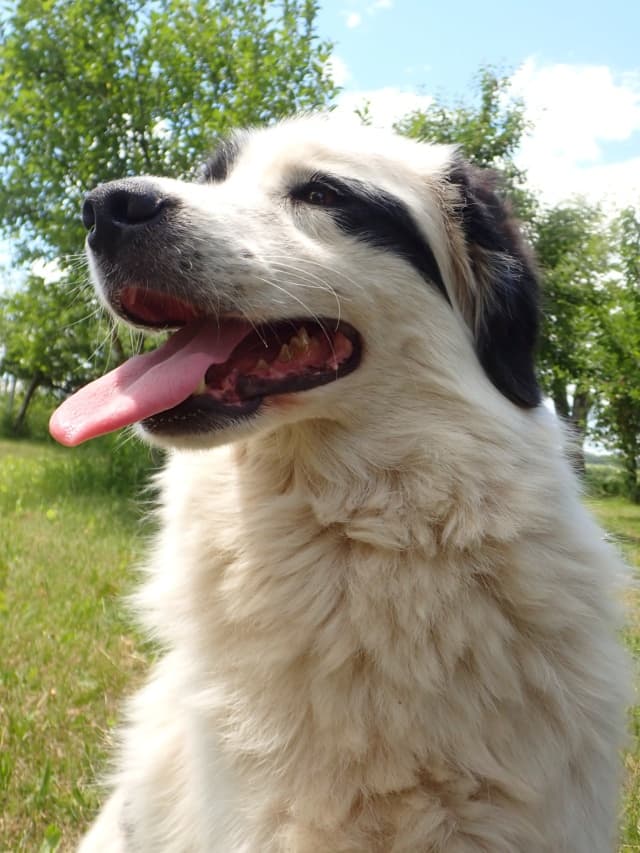 Oreo · photo 11