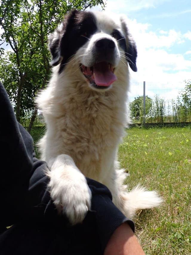 Oreo · photo 10