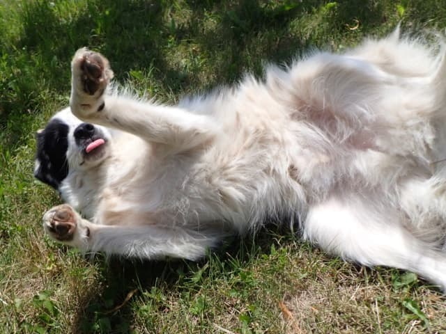 Oreo · photo 9