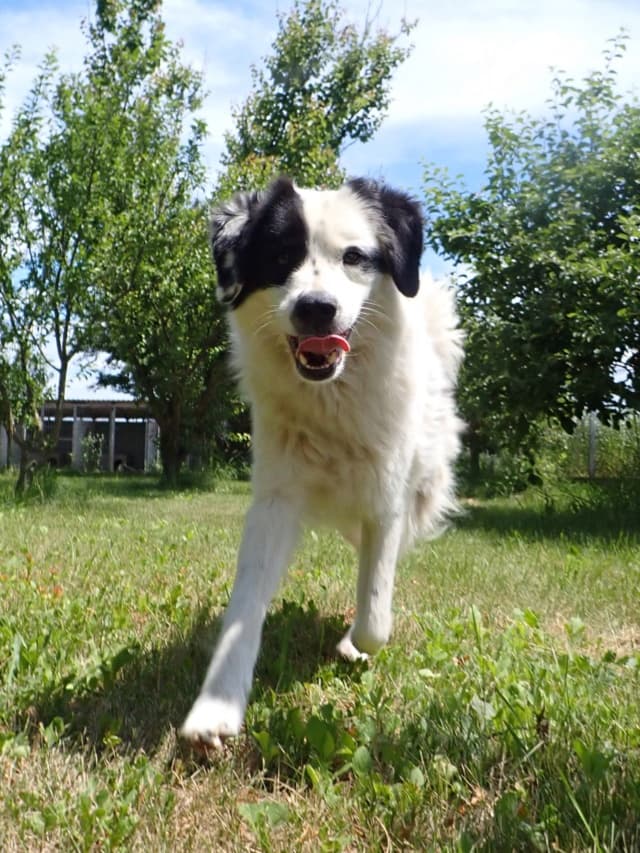 Oreo · photo 8