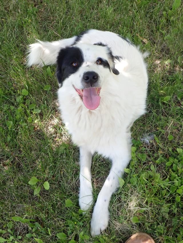 Oreo · photo 7