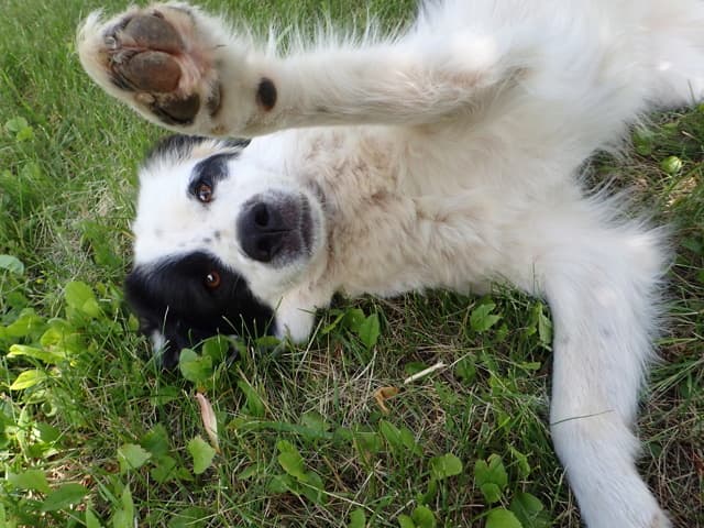 Oreo · photo 6
